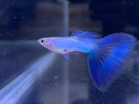 what temp do guppies need?