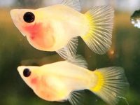 what to feed a guppy fish?