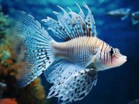 difference between male and female guppies