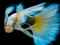 different breeds of guppies