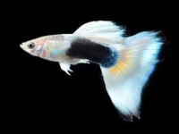 temperature for guppies