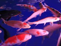 can koi fish live in a tank?
