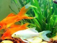 do koi fish eat algae?