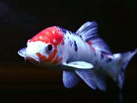 how long to koi fish live?