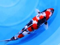 different breeds of koi fish