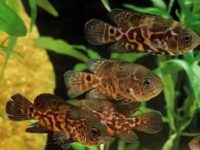 how big can an oscar fish get?