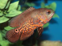 what does oscar fish eat?