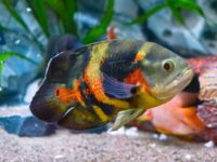 water temp for oscar fish?