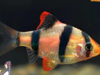 tiger barb temperature