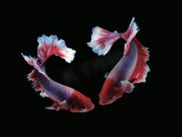 can you put two female betta fish together?