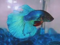 betta fish care tips