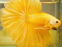 betta fish eggs hatching time