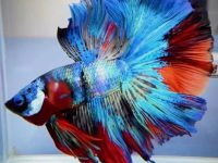 are betta fish easy to care for?