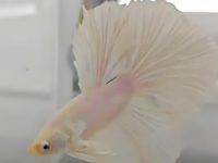 are betta fish freshwater fish?