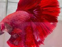 average lifespan of betta fish
