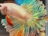 bacterial infection in betta fish
