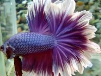 bamboo with betta fish