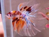 best plant for betta fish