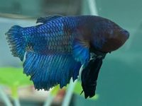 betta fish dropsy treatment