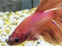 betta fish eyes bulging