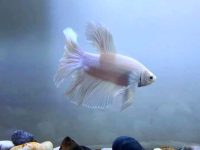 betta fish loses color