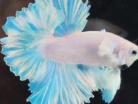 can betta fish be together?