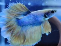 can betta fish go in tap water?