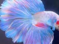 can betta fish see color?