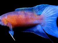 can you use tap water for betta fish?