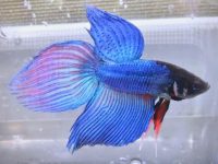 changing betta fish water