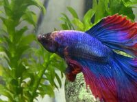 cloudy betta fish water