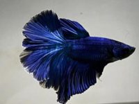 do betta fish eat each other?