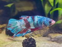 do betta fish lay eggs?