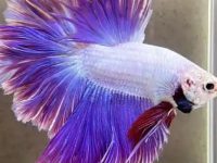 do betta fish need air pumps?