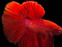 do betta fish need heaters?