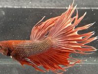 do betta fish need oxygen?