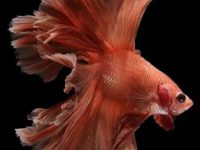 do male betta fish lay eggs?