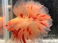 does betta fish jump?
