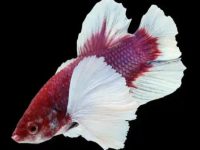dropsy symptoms in betta fish