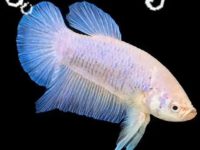 dying betta fish signs