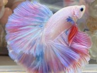fish mates for betta