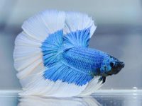 fungus in betta fish
