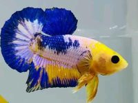how big does a betta fish get?