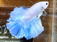how big of tank for betta fish?
