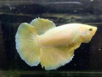 how can you tell if a betta fish is pregnant?
