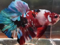 how do you mate betta fish?