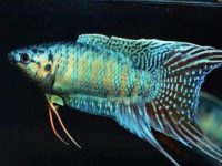 how long can a betta fish live out of water?