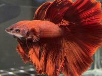 how long do betta fish eggs take to hatch?