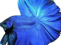 how long is a betta fish pregnant?