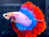 how many times feed betta fish?